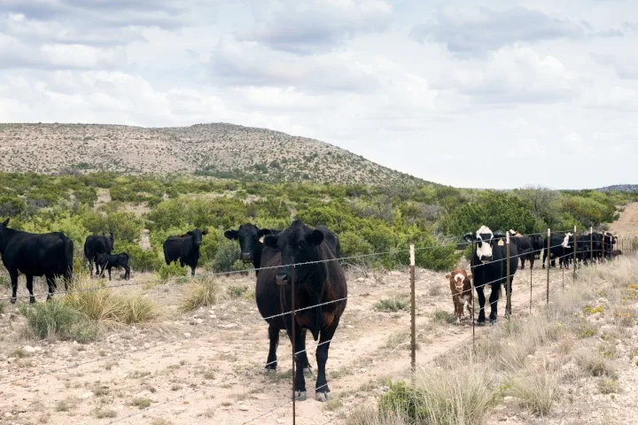 Cattle fence texas