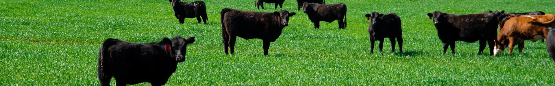 Cattle green pasture