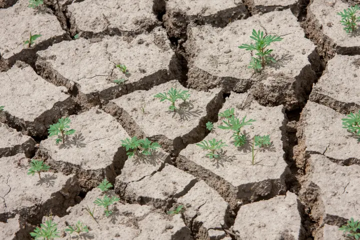 Texas ranch drought