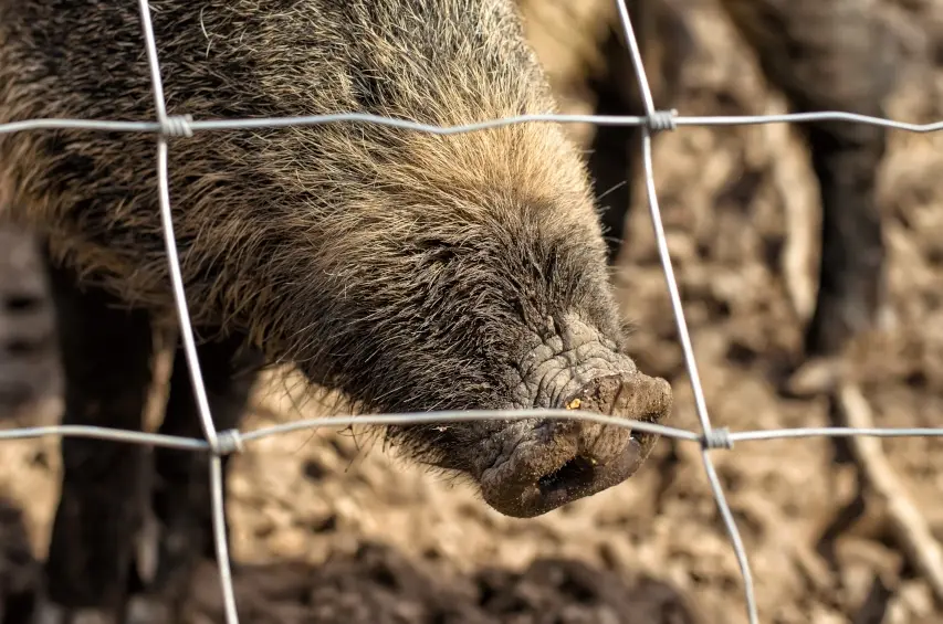 Wild hog mesh fence