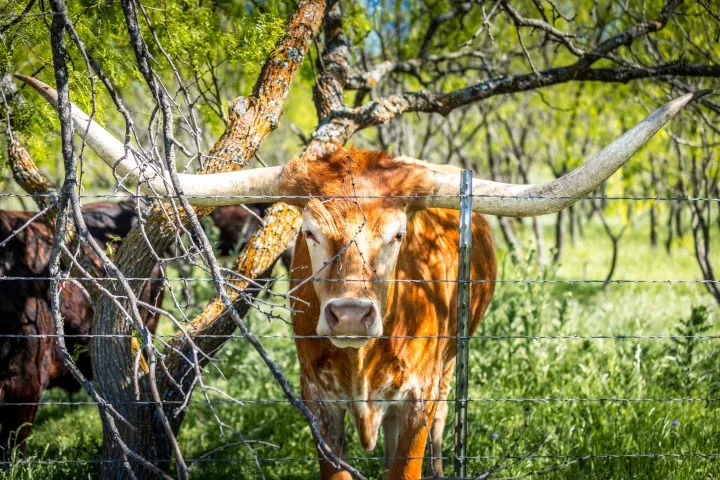 Longhorn cattle fencing