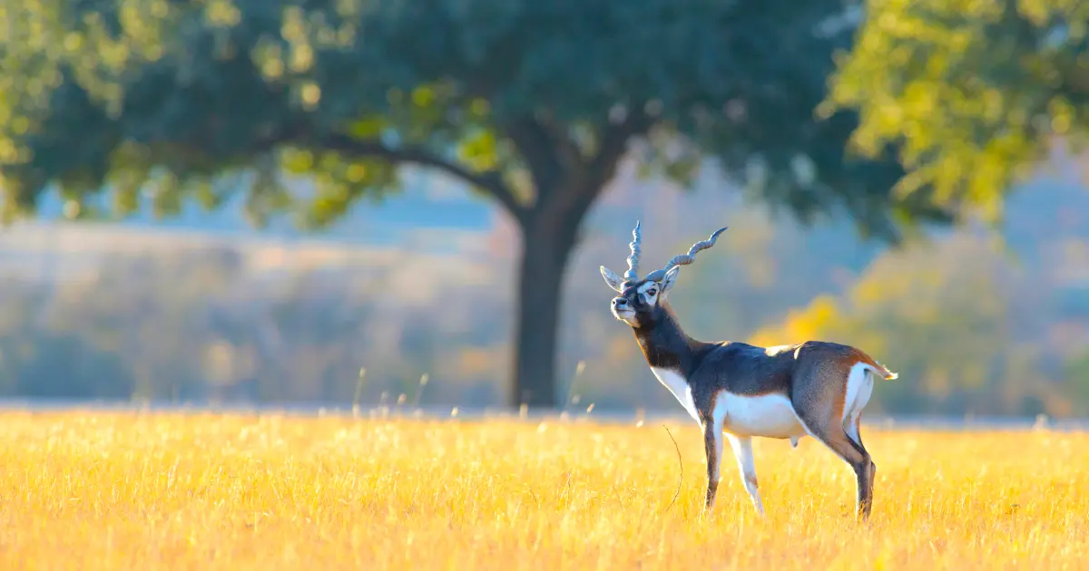 Exotic game blackbuck antelope og