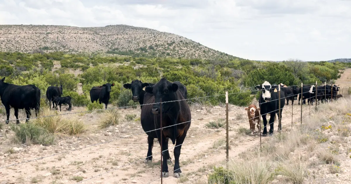 Texas livestock liability fencing featured