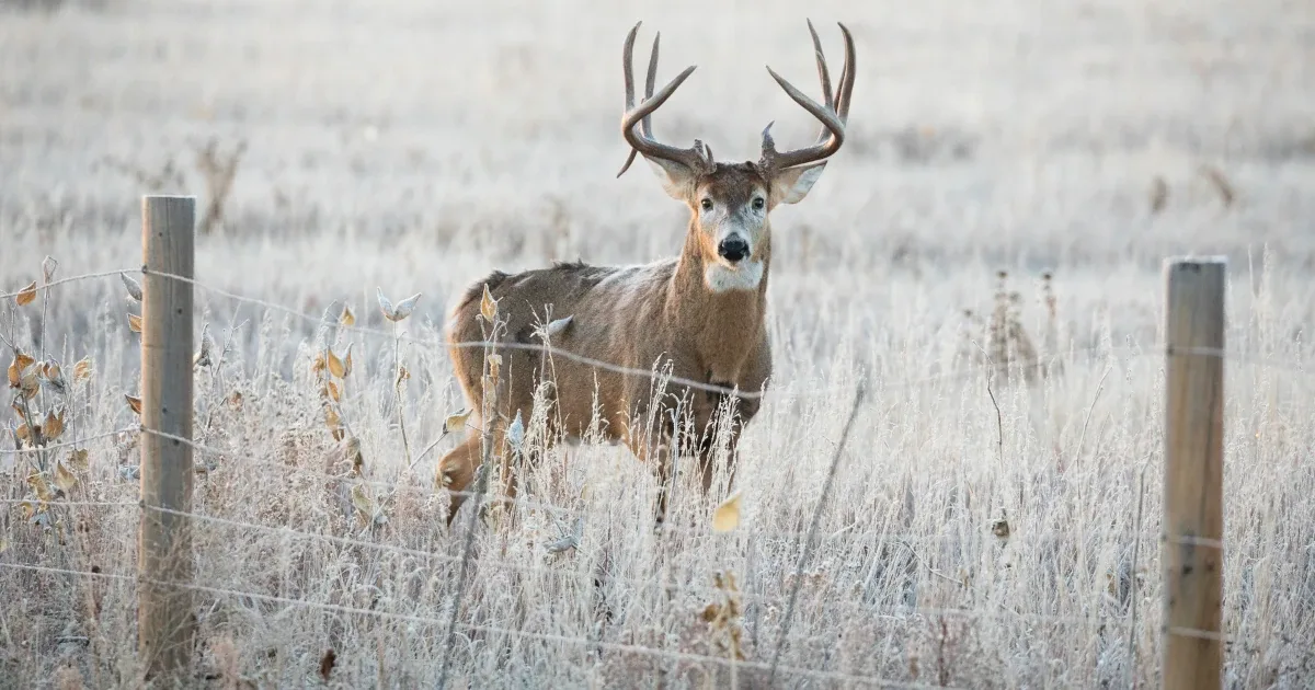 Whitetail buck fencing og